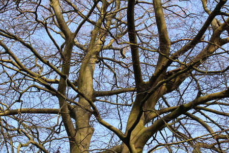 Sunlit Cherry Tree Branches in Winterの写真素材