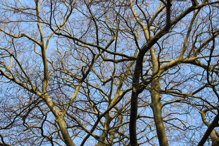 Complex Cherry Tree Branches in Winterの写真素材