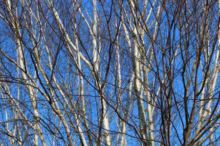 Sunlit Silver Birch Branches in Winter against a Blue Skyの写真素材