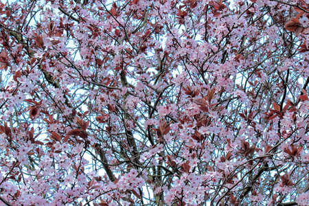 Pink Cherry Blossom against a Pale Blue Skyの写真素材