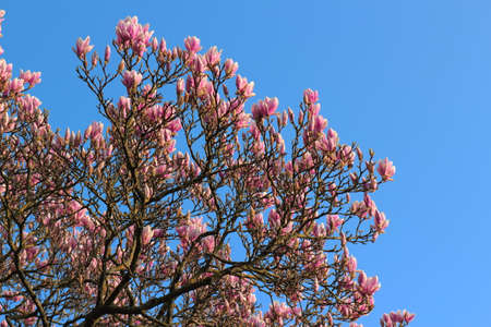 Detail of a Magnolia Tree in Bloom against a Clear Blue Skyの写真素材