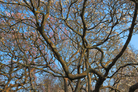 Branches of Different Magnolia Trees in Bloom against a Clear Blue Skyの写真素材