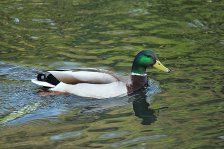 Mallard Duck (Male) Swimming on a Canalの写真素材