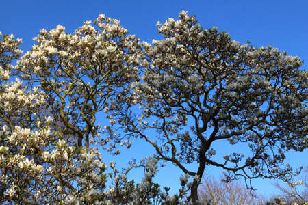 White Magnolia Tree in Bloom against a Blue Skyの写真素材