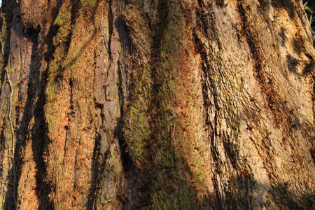 Sunlit Redwood Barkの写真素材
