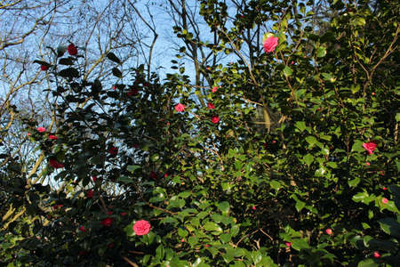 Camellia Bush with Blue Skyの写真素材