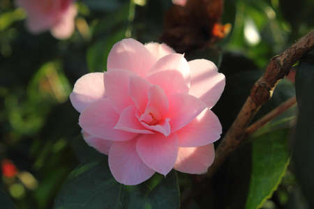 Pink Camelliaの写真素材