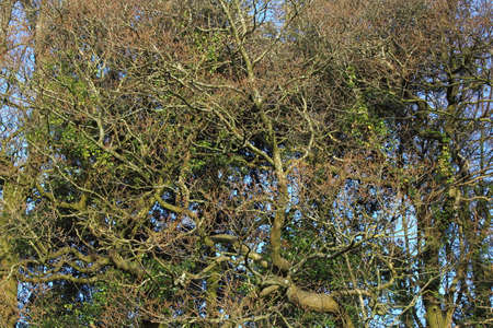 A Complex Overgrown Thicket of Branches and Leaves in the Early Spring Sunshineの写真素材
