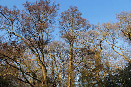 Windblown Trees in Late Winter/Early Spring, Against a Blue Sky, Illuminated by the Afternoon Sunの写真素材