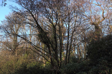 Thicket of Trees and Bushes in Sunlight and Shadeの写真素材