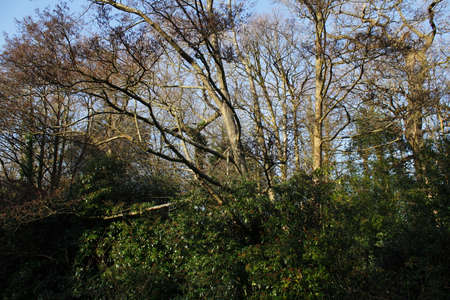Thicket of Trees and Bushes in Sunlight and Shadeの写真素材