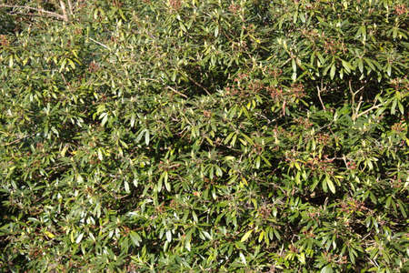 Thicket of Rhododendron Leaves in the Early Spring Sunlightの写真素材