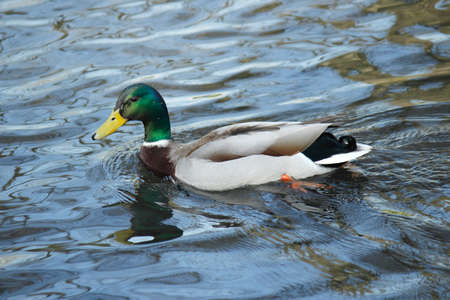 Mallard Duck (Male) Swimming on a Canal