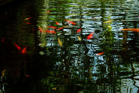 Water Texture - Dark Rippled Pond with Gold Fish Visible Beneath the Surfaceの写真素材