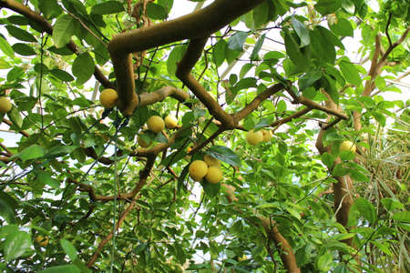 Grapefruit Tree with Grapefruit at a Botanical Gardenの写真素材