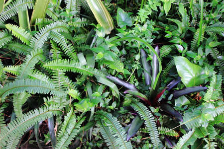 Assorted  Tropical Plants and Leavesの写真素材