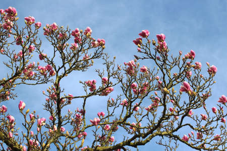 Pink Magnolia Tree against the Skyの写真素材