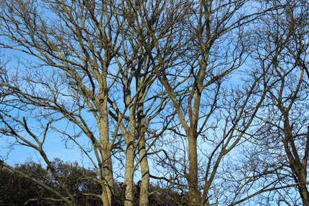 Sunlit Deciduous Trees in Winterの写真素材