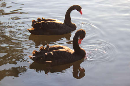 Two Black Swans Back Lit by the Afternoon Sun - Taken at Roath Park Lake, Cardiff, Walesの写真素材