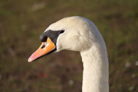 Swan - Closeup - Taken at Roath Park Lake, Cardiff, Walesの写真素材