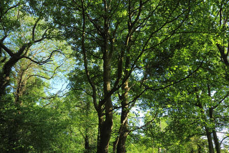 Spring Woodland Scene with Plane Trees - Bute Park, Cardiff, Walesの写真素材