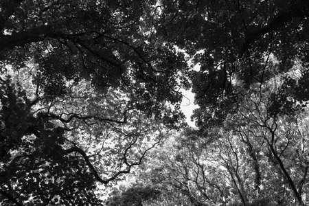 Leafy Woodland Tree Tops in Spring - Black and White - Bute Park, Cardiff, Walesの写真素材