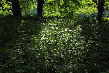 Woodland Scene with Sun Dappled Undergrowth -  Bute Park, Cardiff, Walesの写真素材