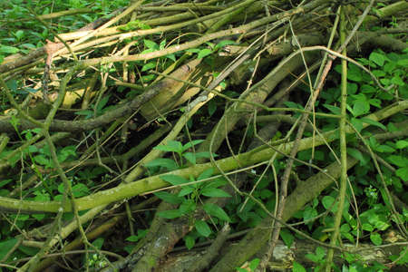 Pile of Trimmed Branches and Green Undergrowth -  Bute Park, Cardiff, Walesの写真素材