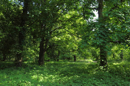 Fresh Green Spring Undergrowthの写真素材
