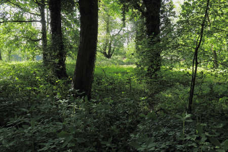 Park/Woodland Scene  -  Bute Park, Cardiff, Walesの写真素材