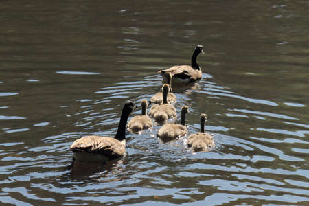 Pair of Canada Geese with their Goslings - at Roath Park Lake, Cardiff, Walesの写真素材