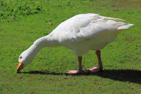 White Embden Goose Grazing on Grass Near Roath park Lake, Cardiff, Walesの写真素材