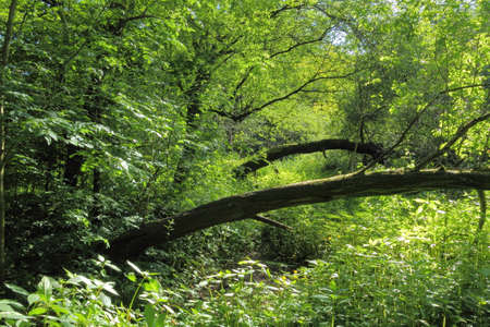 Woodland Scene with Fallen Trees - Roath Park Wild Gardens, Cardiff, Walesの写真素材