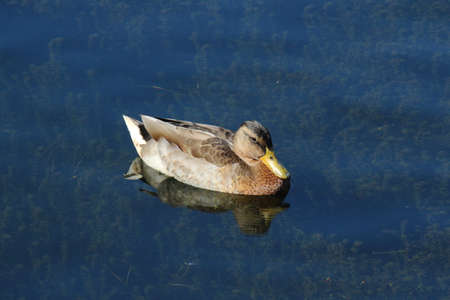Juvenile Mallard Duck - Roath Park Lake, Cardiff, Walesの写真素材