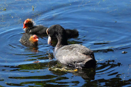 Eurasian Coot Tending Babies - Roath Park Lake, Cardiff, Walesの写真素材