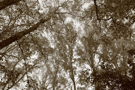 Tall Beech and Other Trees in Autumn - Sepia Toned Monochromeの写真素材