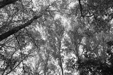 Tall Beech and Other Trees in Autumn - Monochrome - Black and White