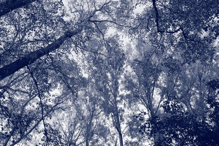 Tall Beech and Other Trees in Autumn - Blue Toned Monochromeの写真素材