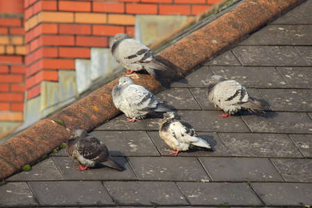 Group of Five Pigeons with Ruffled Feathers, Sitting on a Roof, Warming Themselves in the Sun on a Cold Winter Dayの写真素材