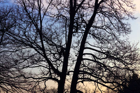 Tree Branches Silhouetted against the Evening Sky, With Symmetric and Asymmetric Growthの写真素材