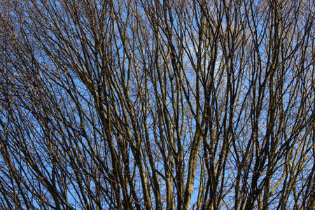 Fan Like Tree Branches in Early Spring - Cathays Park, Cardiff, Walesの写真素材