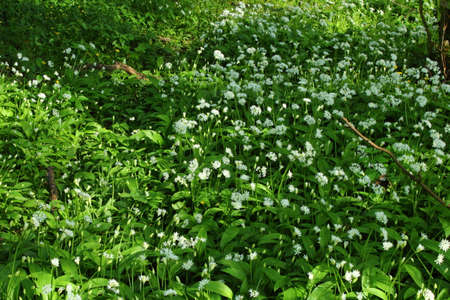Sun Dappled Wild Garlic and other Wildflowers - Bute Park, Cardiff, Wales,の写真素材