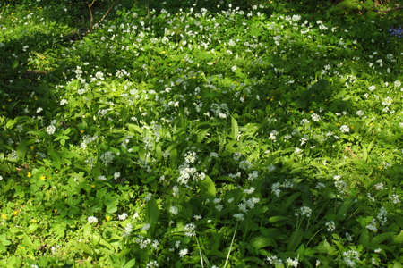 Sun Dappled Wild Garlic and other Wildflowers - Bute Park, Cardiff, Wales,の写真素材