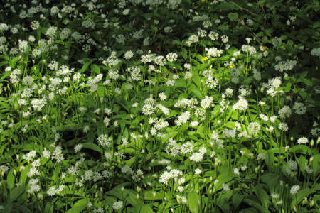 Sun Dappled Wild Garlic and other Wildflowers - Bute Park, Cardiff, Wales,の写真素材