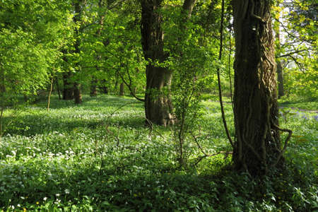 Woodland Scene in Spring with Mature Tree Trunks and Sun Dappled Wild Garlic and Other Plants - Bute Park, Cardiff, Walesの写真素材