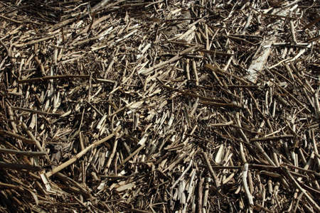 Washed up Sticks Near a Riverの写真素材