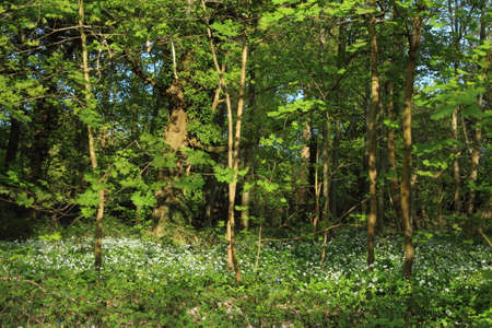 Woodland Scene with Young Plane Tree Saplings and Wildflowers - Bute Park, Cardiff, Wales