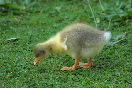 Gosling Foraging in the Grass - Roath Park Lake, Cardiff, Walesの写真素材
