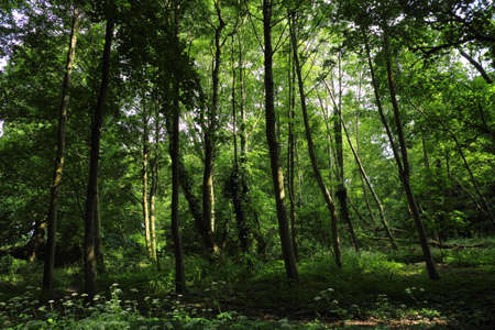 Woodland Scene with Young Trees and Cow Parsley - Bute Park, Cardiff, Walesの写真素材