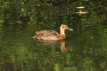 Young Female Mallard Duck - Dock Feeder Canal, Bute Park, Cardiff, Walesの写真素材